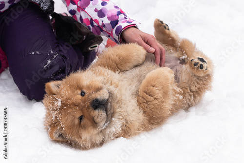 A Fluffy little affectionate dog in the snow, breed chow chow © Alexander