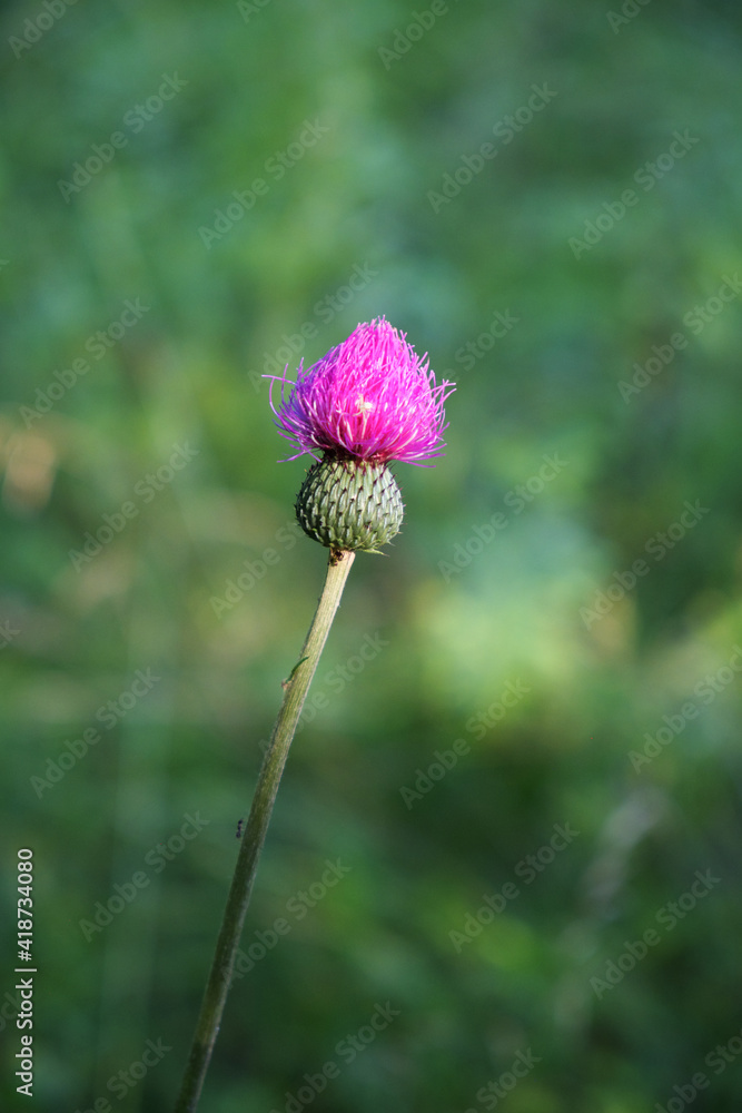 One flower of milk thistle close-up on a blurred background. Thorn flower. One flower of milk thistle close-up on a blurred background. Thorn flower.