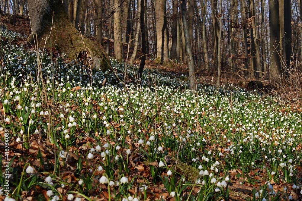 Obraz premium Blühende Märzenbecher (Leucojum vernum) im Wald