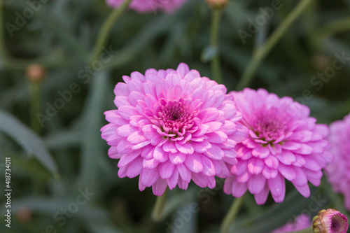 Asteraceae Chrysanthemum flowers wood outdoor blooming pink   Argyranthrmum frutescens