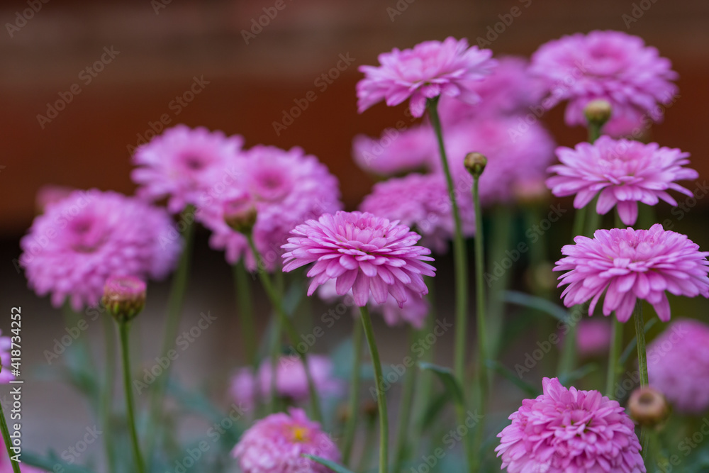 Asteraceae Chrysanthemum flowers wood outdoor blooming pink,Argyranthrmum frutescens Asteraceae Chrysanthemum flowers wood outdoor blooming pink,Argyranthrmum frutescens
