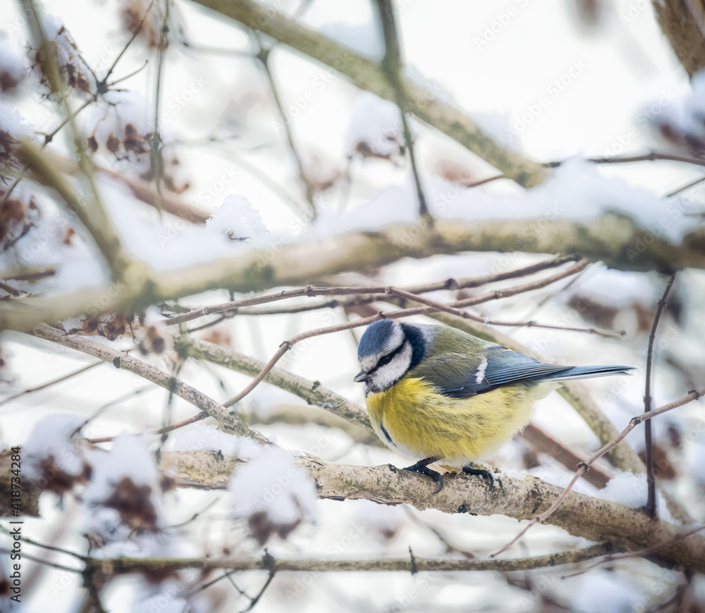 Naklejka premium Blue tit bird sitting on a snow covered tree