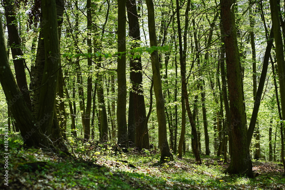 Naklejka premium forest