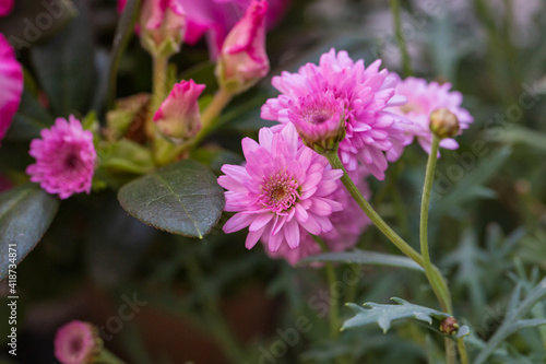 Asteraceae Chrysanthemum flowers wood outdoor blooming pink   Argyranthrmum frutescens