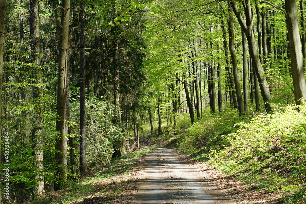 Obraz premium path in the woods