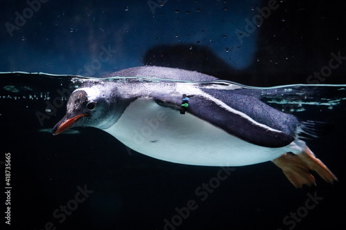 Buoyant Penguin floating in aquarium