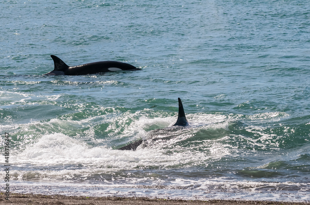 Fototapeta premium Killer whale hunting sea lions, Peninsula valdes, Patagonia Argentina