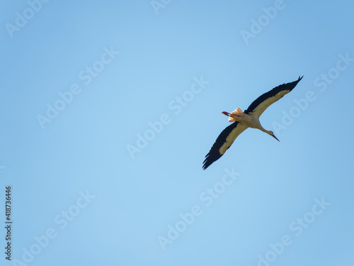 (Ciconia ciconia) White stork in slow flight, regular wing strokes, neck outstretched and great wingspan