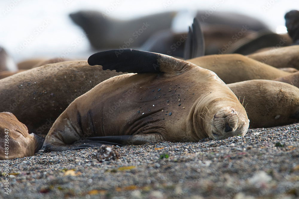 Fototapeta premium Male Sea Lion , Patagonia, Argentina