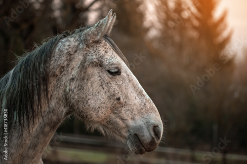 Wild white  equestrian horse in the nature