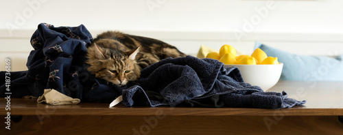 Male Siberian Cat Lying in Blue Laundry on Table 2