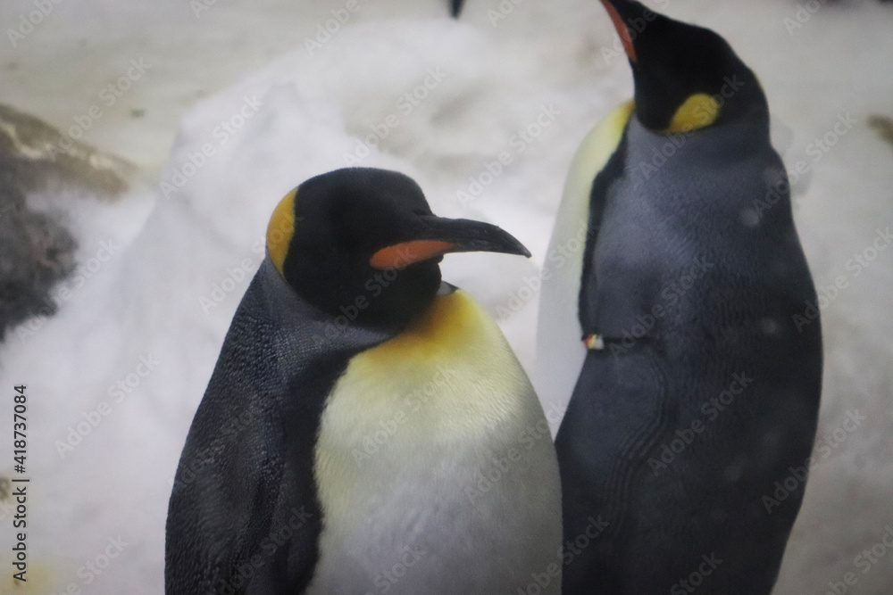 Naklejka premium penguin on the rocks