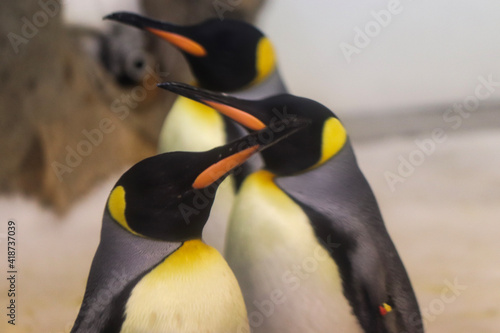 king penguin colony