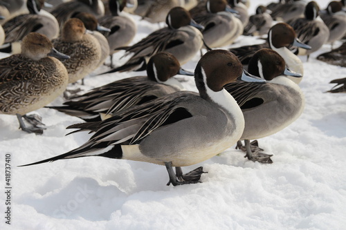 鳥, ガチョウ, カモ, 動物, 自然, 野生生物, 水, 雪, 鳥, ガチョウ, 白, くちばし, ウィルト, 冬, 羽, カモ, 水鳥, 湖, ニワトリ, マガモ, 孤立した, 草, 動物, 浜, カナダ