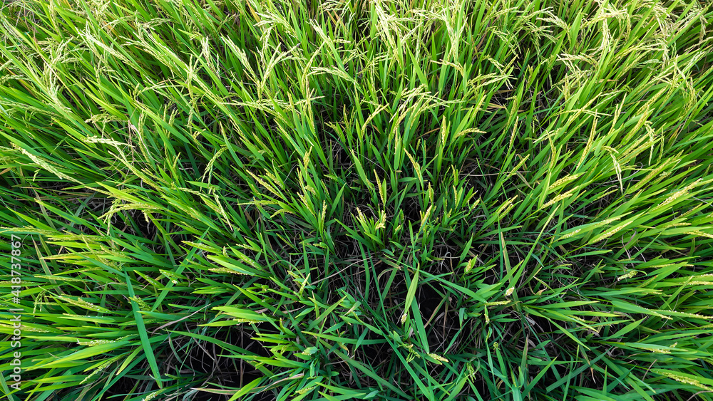 Rice field. topview of yellow paddy rice field with green leaf and Sunlight in the morning time. Rice field. topview of yellow paddy rice field with green leaf and Sunlight in the morning time.
