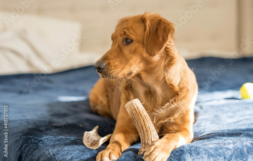 Фотография Female Golden Retriever with Elk Antler Chews Lies on Blue Bed