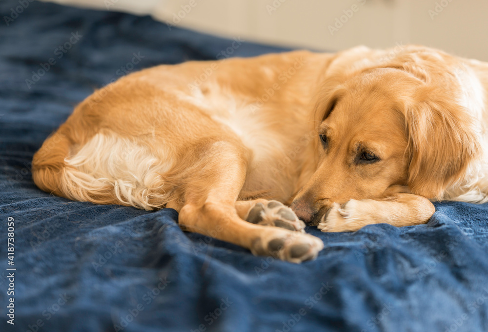 Female Golden Retriever Lies on Blue Bed, Looks Out of Frame
