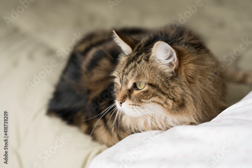Male Siberian Cat Lying on Bed in Soft Daylight