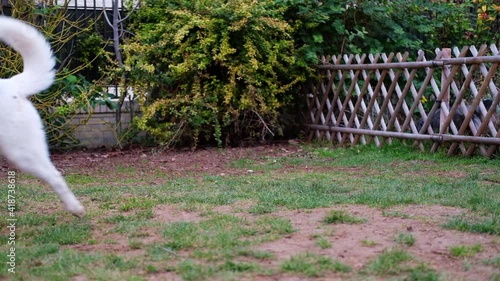 white husky slowly walking alone on grass in a city park photo