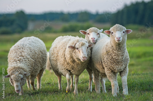 Tela sheep and lambs