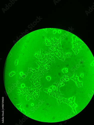 Human cells under the microscope 