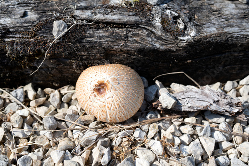 Shaggy parasol, mushroom growing on a garden path photo