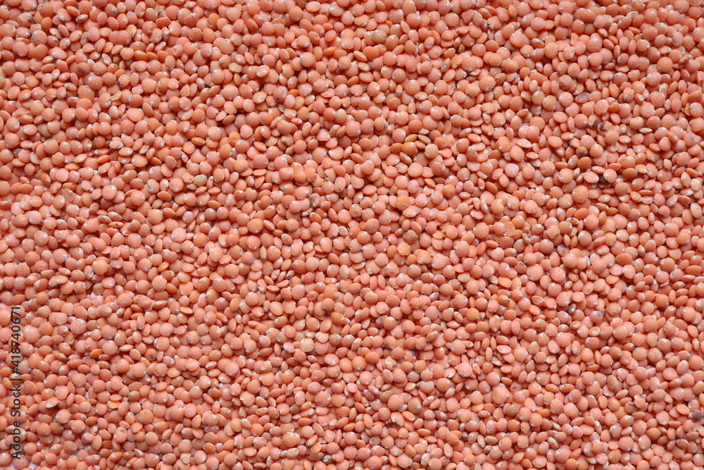 Lentil texture. Background with red lentil seeds. Cereal. Legumes