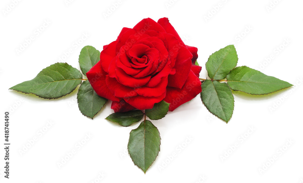 Naklejka premium Beautiful red flowers.