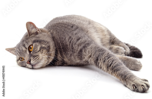 Adult gray cat lying.