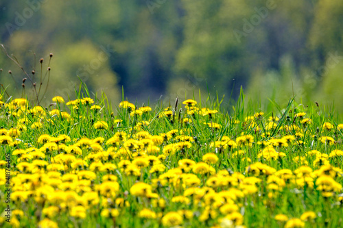 bright colorful spring meadow with yellow dandelions on green background