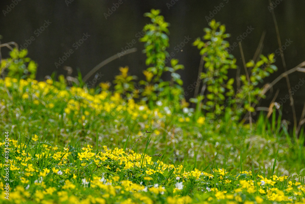 bright colorful spring meadow with yellow dandelions on green background