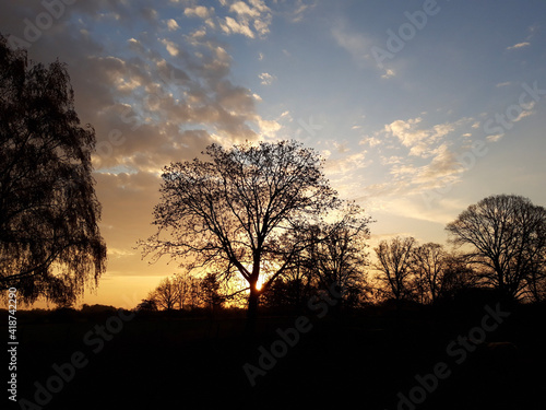 sunset in the forest