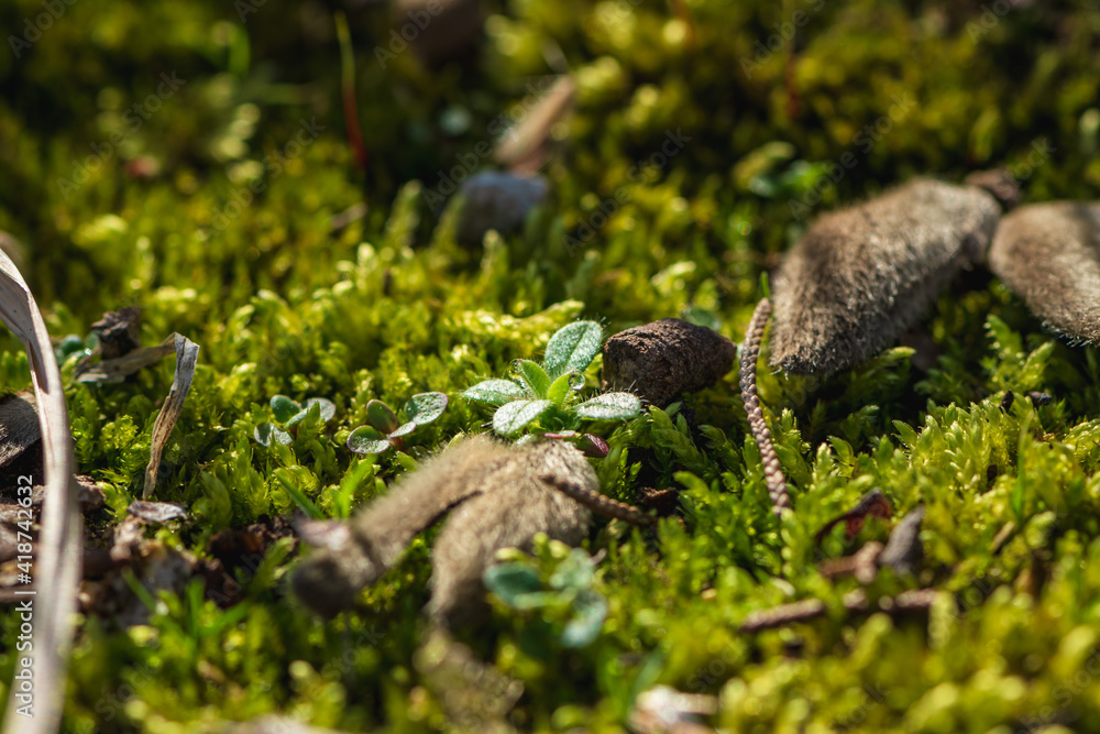 moss on the grass moss on the grass