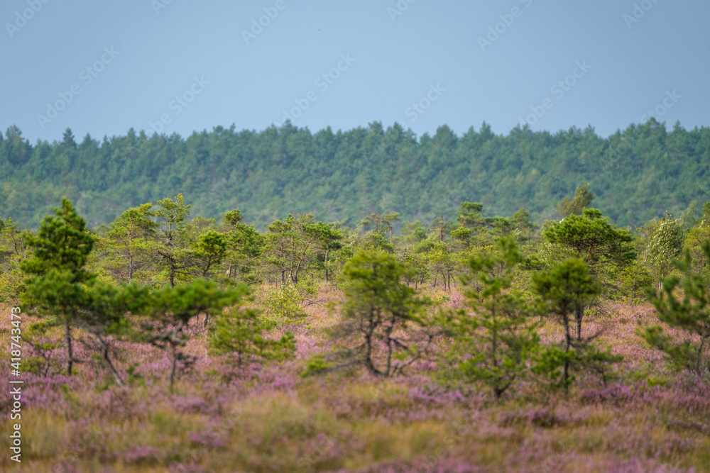 clear bog tundra landscape in summer with green vegetation clear bog tundra landscape in summer with green vegetation
