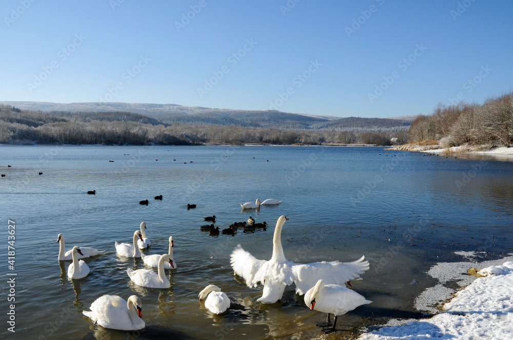beautiful swans on the winter lake