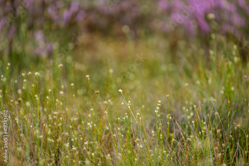 clear bog tundra landscape in summer with green vegetation © Martins Vanags