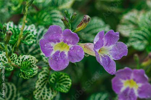 Purple Asystasia flowers photo