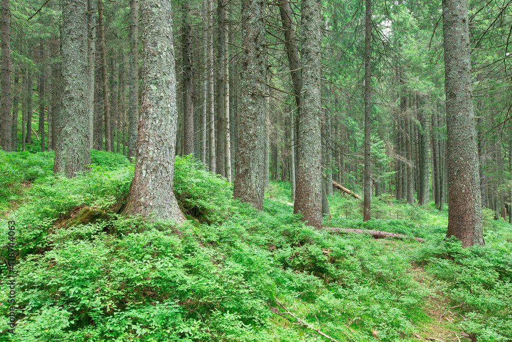 Fototapeta premium green Forest trees. nature green wood sunlight backgrounds