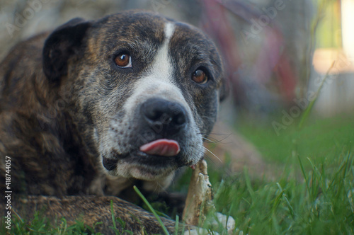 dog portrait on the grass