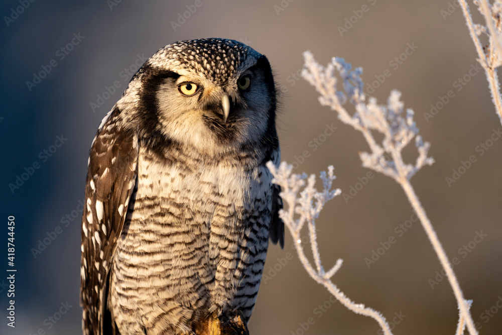 northern hawk owl (Surnia ulula) in winter time on meadow northern hawk owl (Surnia ulula) in winter time on meadow