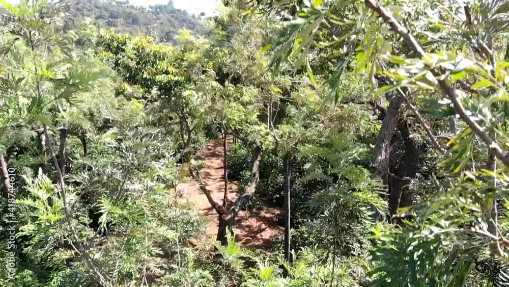 Drone shot of coffee plantation Drone shot of coffee plantation