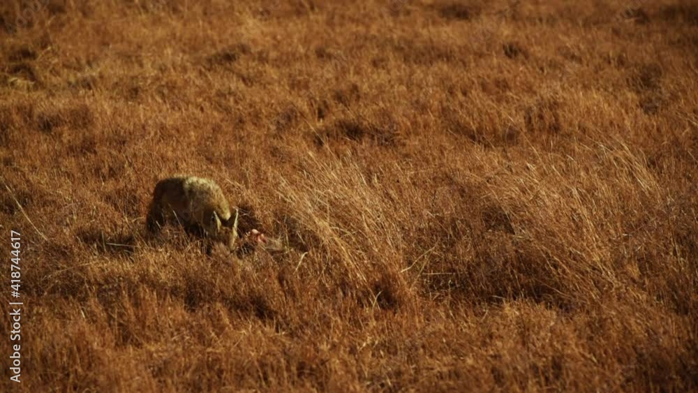 African golden wolf feeding on carcass in savannah. Gimbal African golden wolf feeding on carcass in savannah. Gimbal