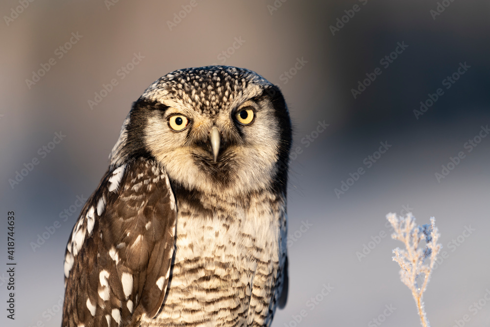 Fototapeta premium northern hawk owl (Surnia ulula) in winter time on meadow