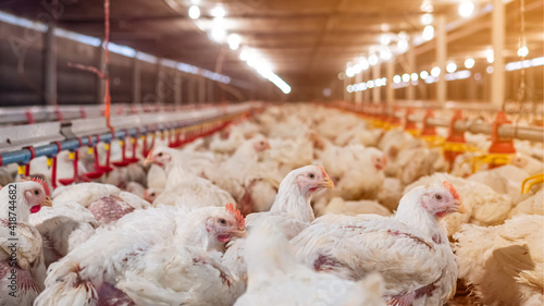 Chicken farming with yellow light