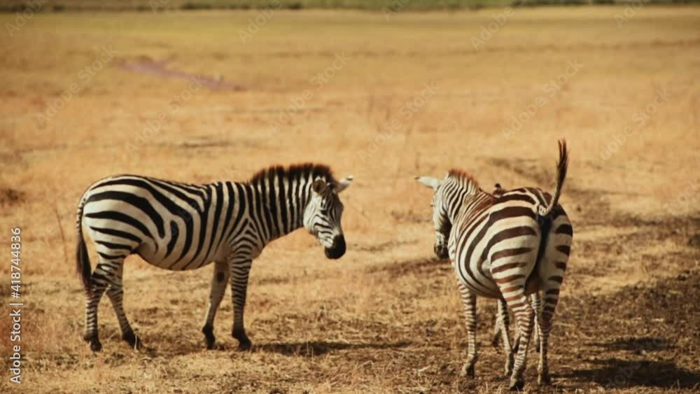 Two zebras standing in savannah serengeti tanzania. Hand held. Two zebras standing in savannah serengeti tanzania. Hand held.