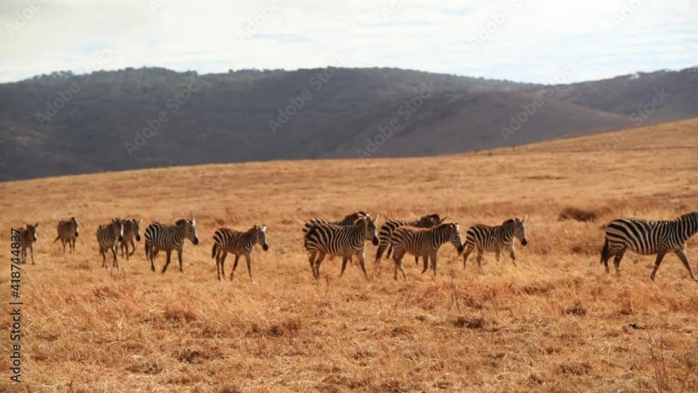 Group of zebras crossing serengeti national park tanzania. Hand held shot. Group of zebras crossing serengeti national park tanzania. Hand held shot.