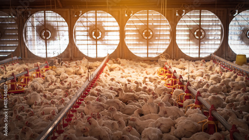 Chicken farming with yellow light