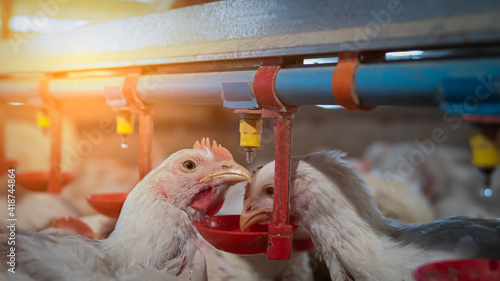 Chicken farming with yellow light