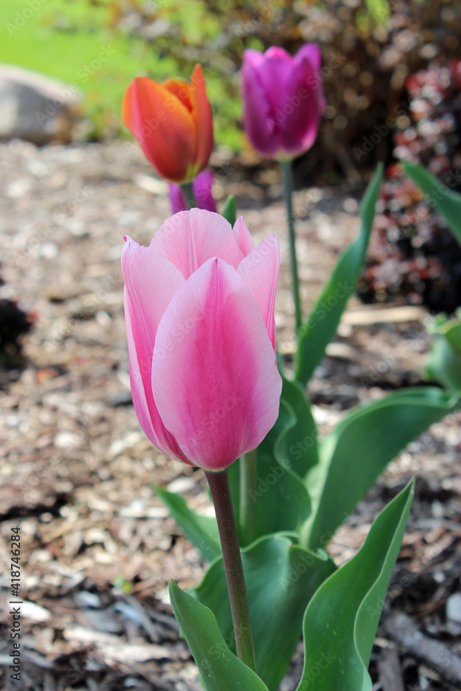 Fototapeta premium Tulips in the Spring Garden
