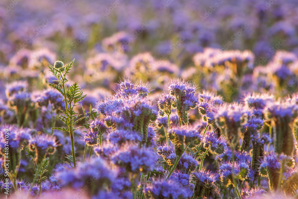Obraz premium Beautiful violet phacelia flowers in its blossom. Sunrise in the field, close up shot of Phacelia tanacetifolia.